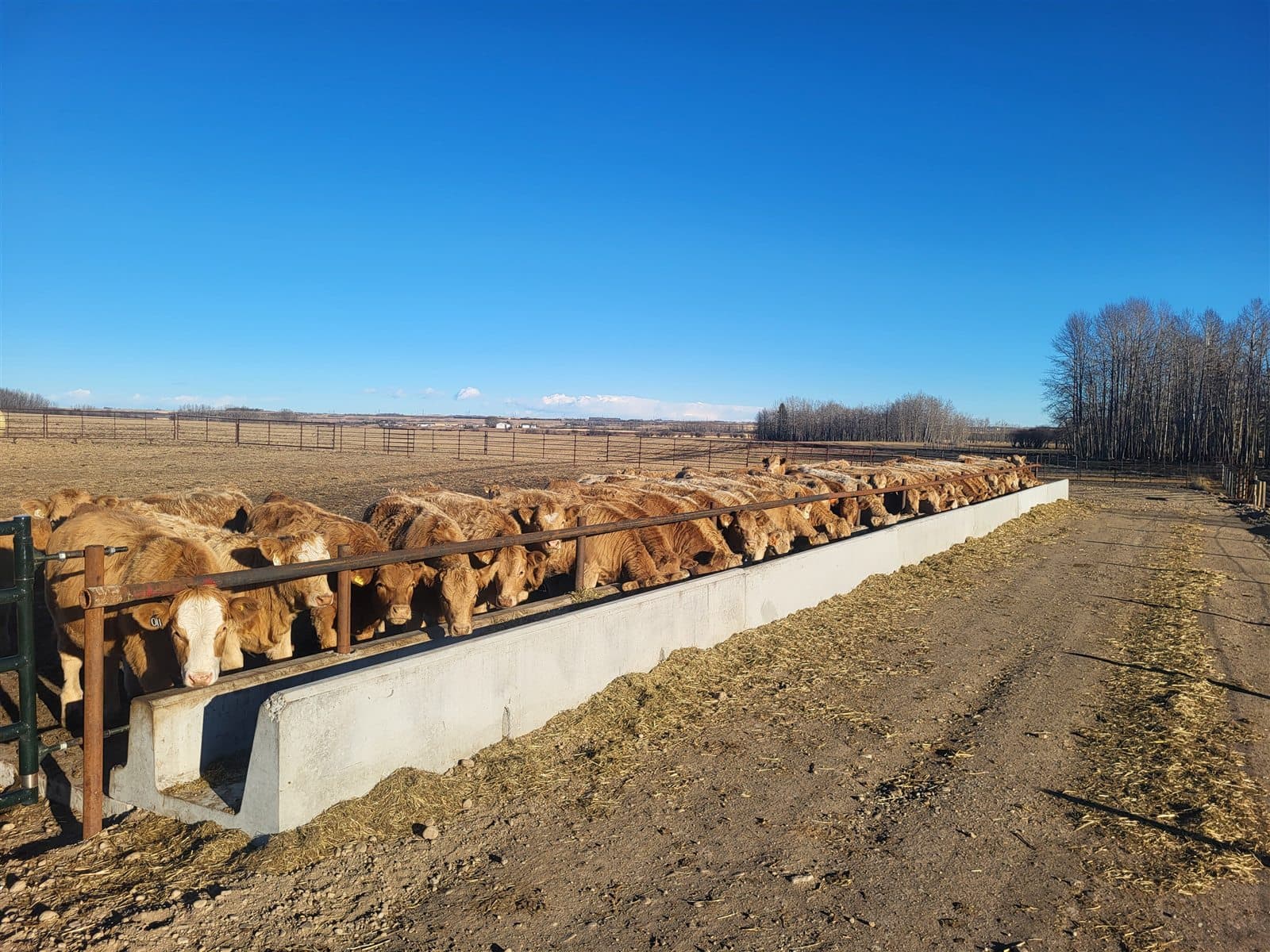A full row of cattle feeding from an AltaMix precast feed bunk in an open Alberta pen.